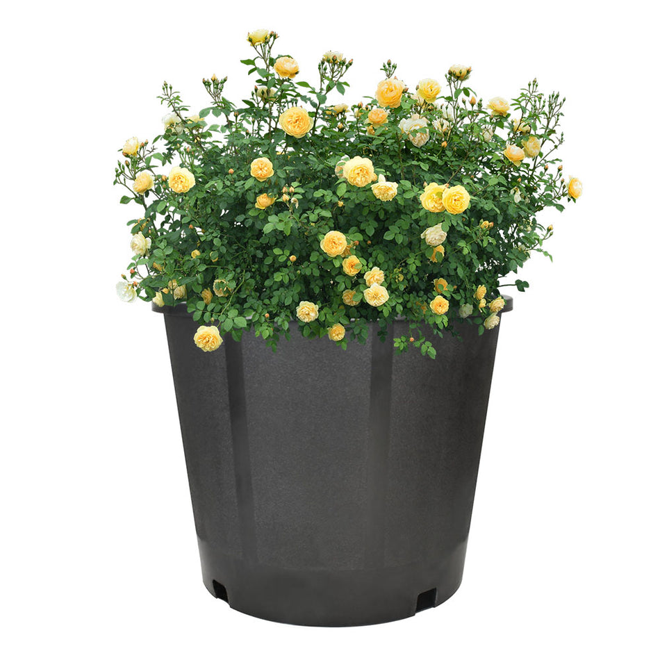 Plant Flower Nursery Pot 3 Gallon Pure Black 10Pcs Chunky Thermoformed Container